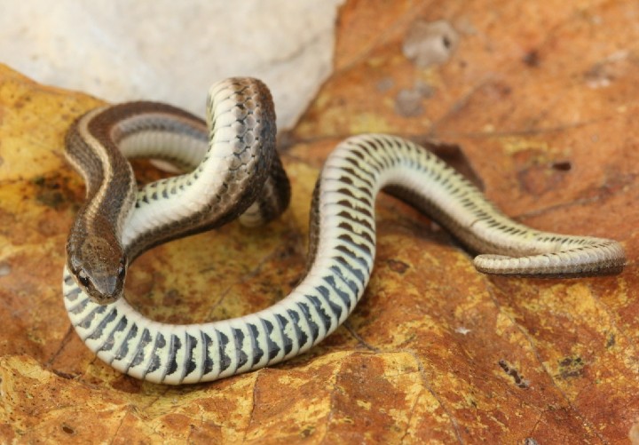 Lined Snake